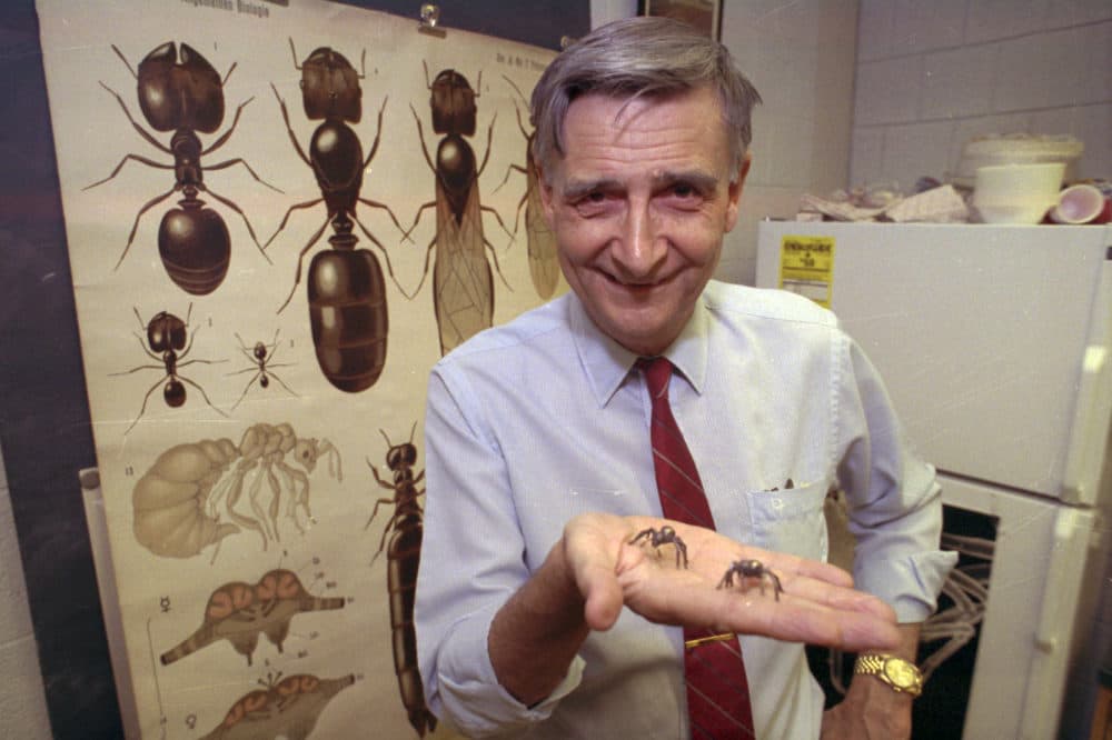 Edward O. Wilson, co-author of &quot;The Ants,&quot; which won the Pulitzer Prize for general non-fiction, poses for a portrait on June 10, 1991. Wilson died on Dec. 26, 2021. He was 92. (AP)