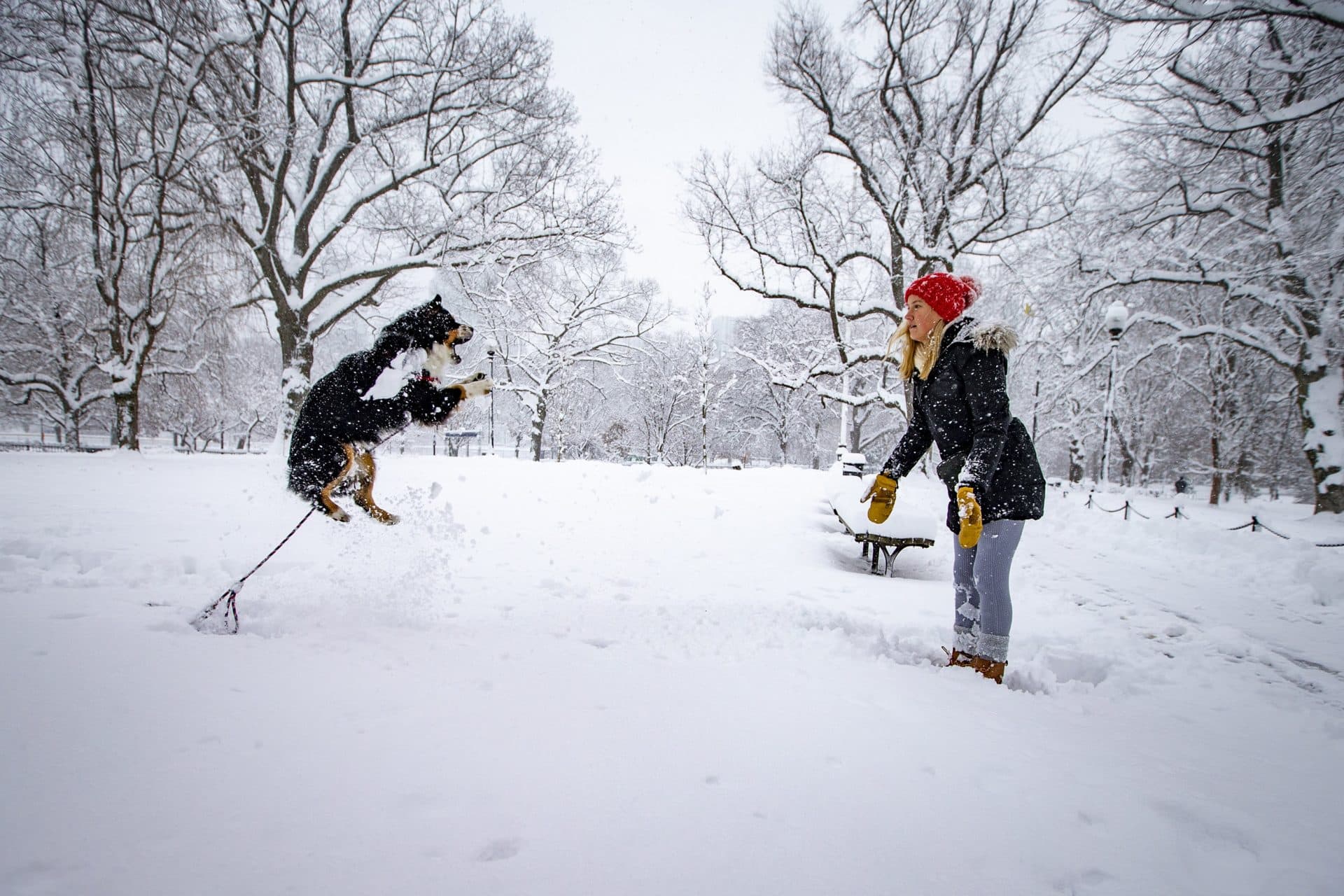 1st Snowstorm Closes Schools And Slows Travel, With Up To 10 Inches Possible Around Boston 5 Wally leaps into the air to catch snow thrown by his owner Abby Kemp at the Boston Public Garden during the snowstorm. (Jesse Costa/WBUR)