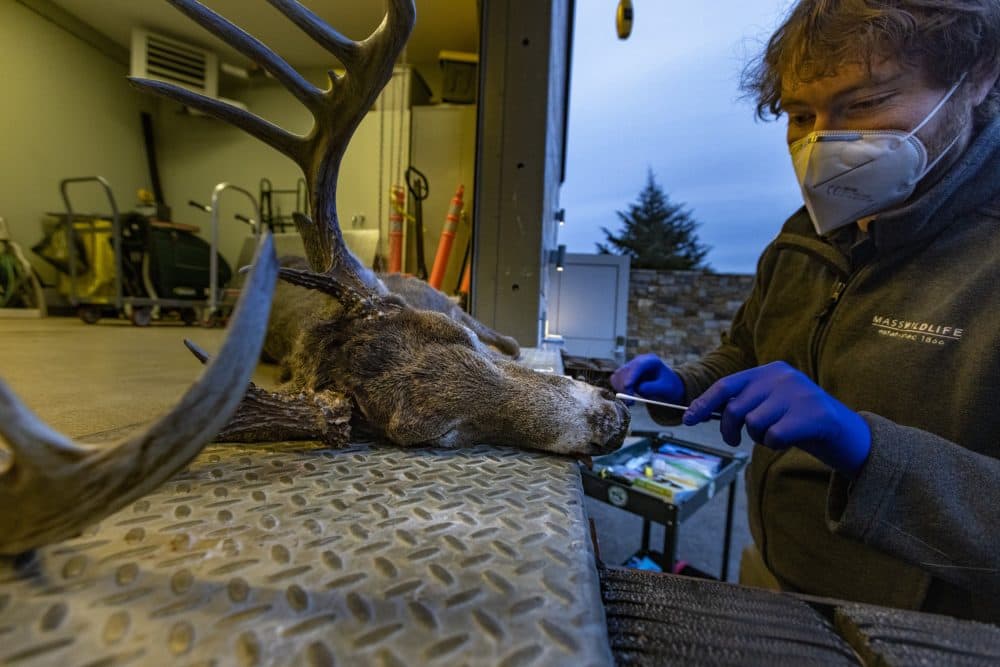 Mass Wildlife Deer & Moose Biologist Martin Feehan prepares to insert a cotton swab into the nose of a dead 160-pound deer buck, found in Needham, to test it for the presence of the COVID-19 virus. Deer across the country have been found to carry COVID-19. State wildlife researchers are assisting with a federal project to better understand the impact of the virus on the deer population. (Jesse Costa/WBUR)