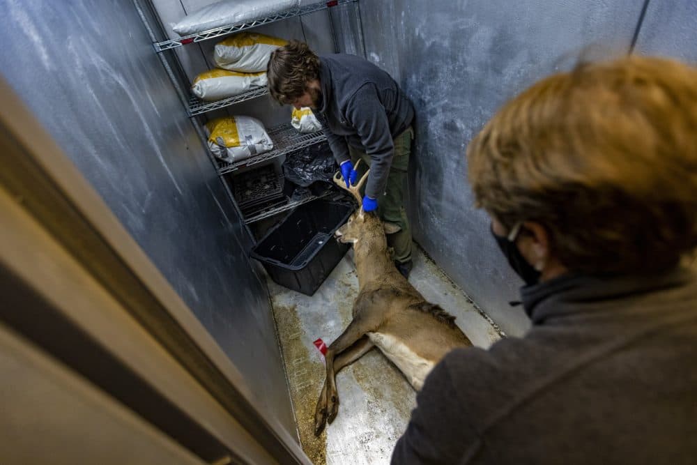 With the assistance of Mass Wildlife Chief of Information & Education Marion Larson, front, Deer & Moose Biologist Martin Feehan moves the deer he just tested for COVID-19 into a freezer for preservation. (Jesse Costa/WBUR)