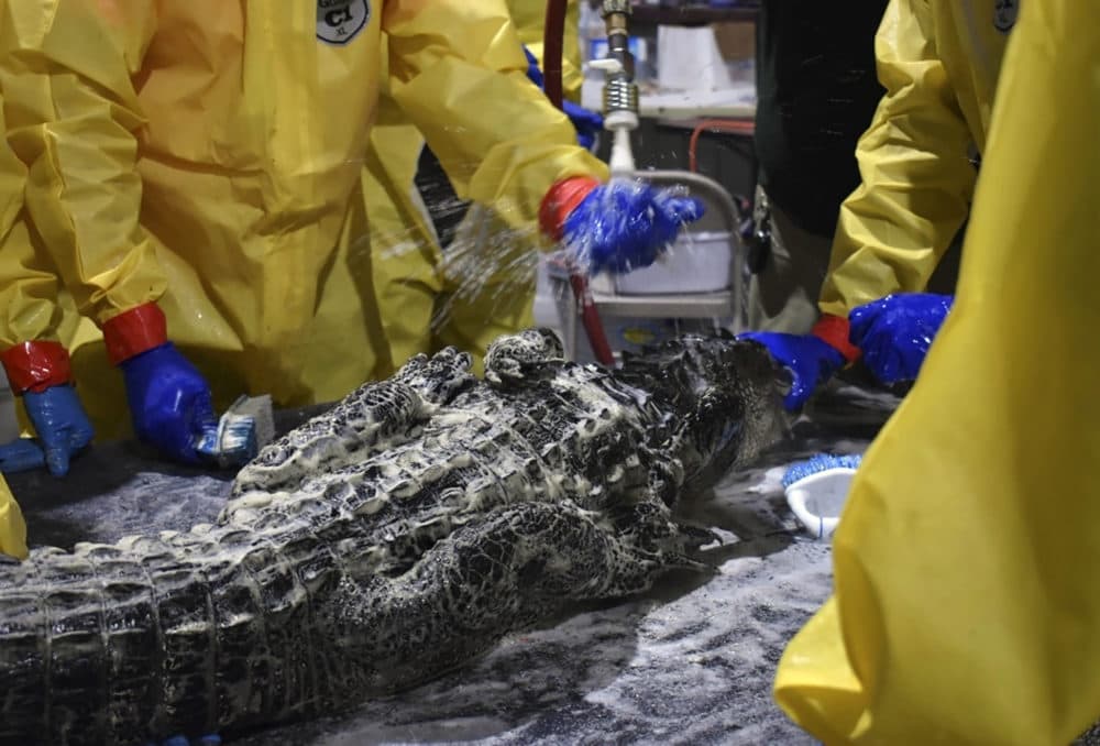 In this photo provided by the Louisiana Department of Wildlife and Fisheries, a 6-foot alligator is washed at a wildlife rehabilitation facility set up after 300,000 gallons of diesel fuel poured out of a broken pipeline near Chalmette, La. The alligator is among at least 78 rescued since the spill on Dec. 27, 2021. At least 33 have been cleaned up and released in Bayou Sauvage National Wildlife Refuge in New Orleans. (Laura Carver/Louisiana Department of Wildlife and Fisheries via AP)