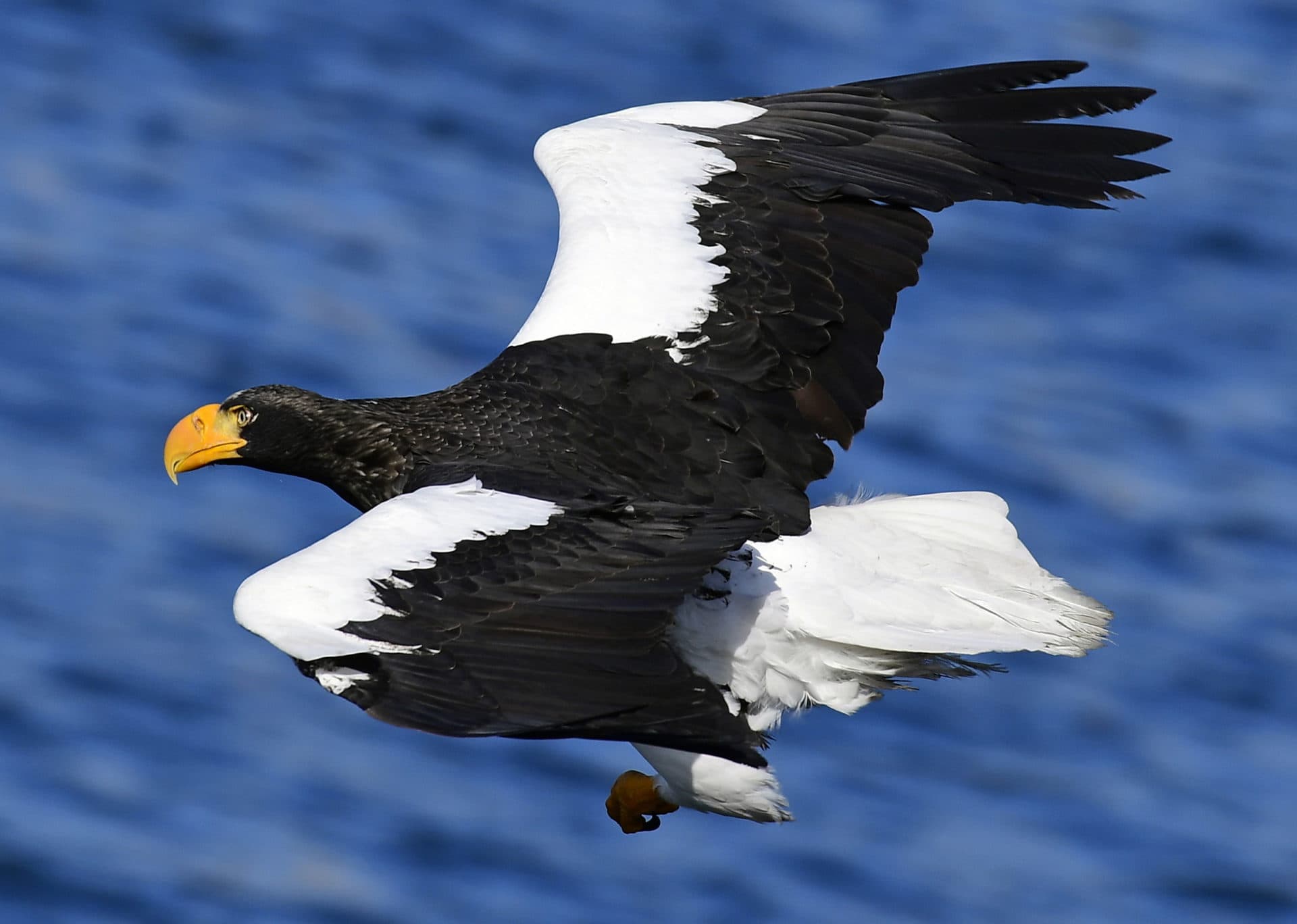 Loin de chez lui, un grand et rare aigle de mer trouve des fans dévoués ...