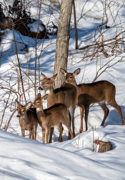 (Courtesy MassWildlife/Bill Byrne)