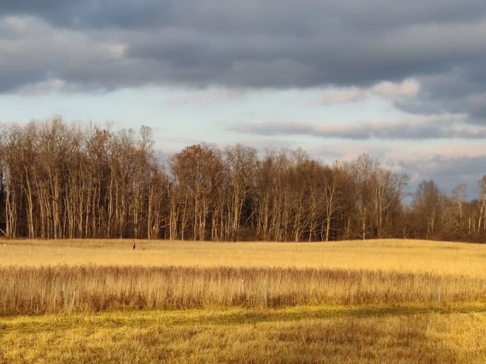 Forest edges near Ithaca, NY. Courtesy (Photo courtesy Luca Morreale)
