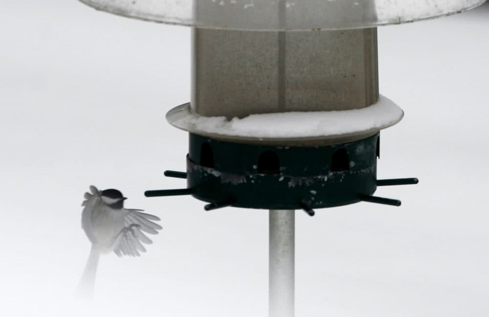 Cardinals in, boreal chickadees out: New atlas shows changing bird populations in a warmer Maine - Vimarsana News