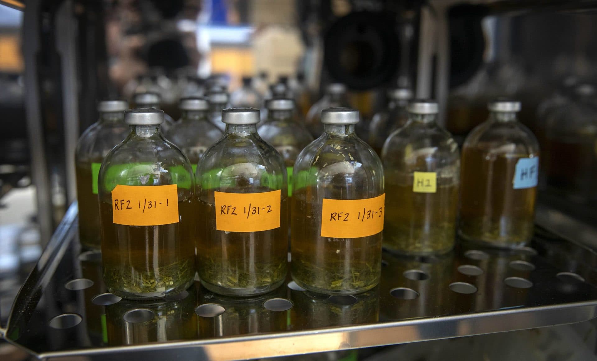 Le "troupeau de bouteilles" dans un incubateur du Bigelow Laboratory.  (Robin Lubbock/WBUR)