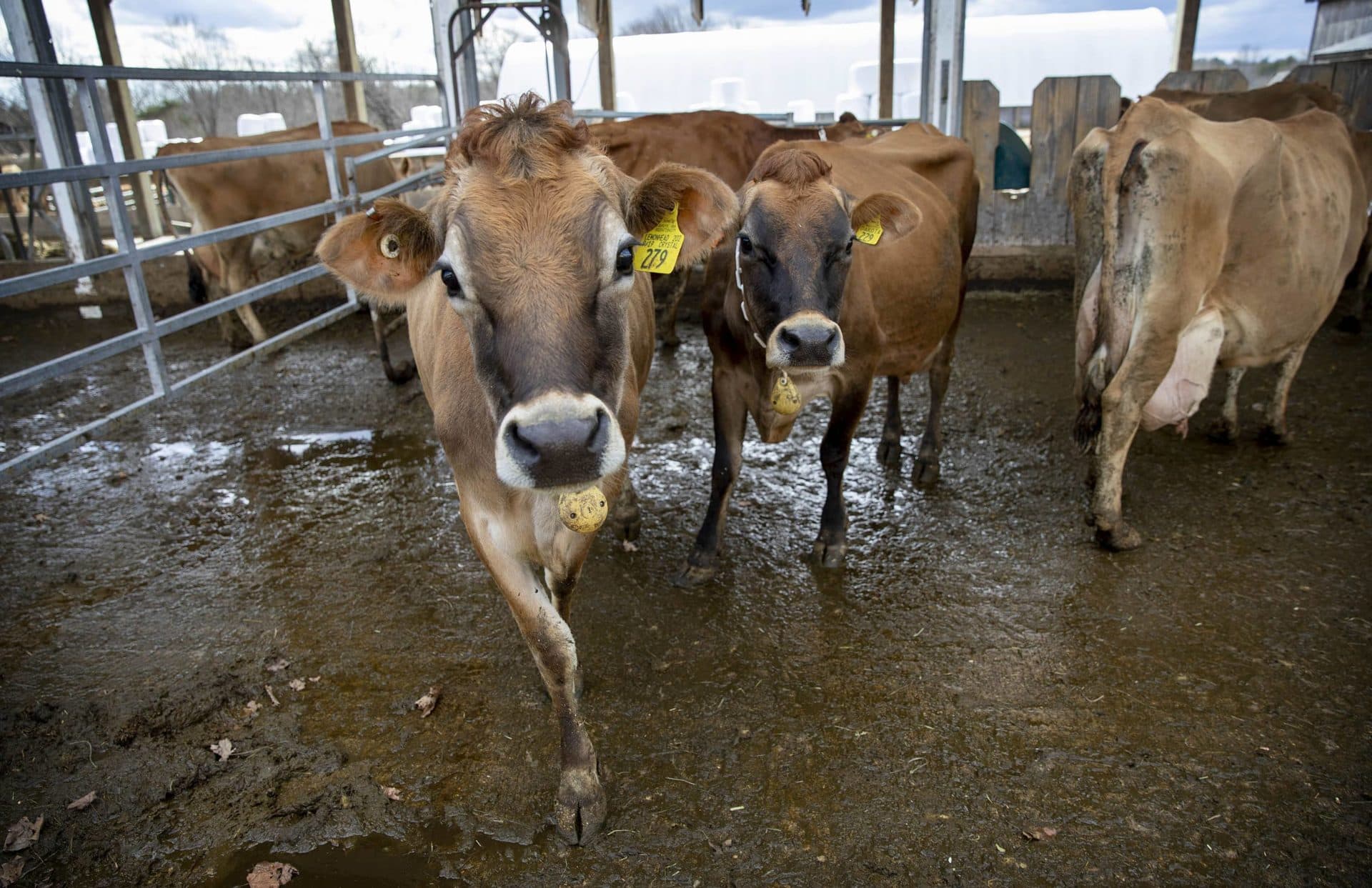 Vaches curieuses à la ferme de recherche laitière biologique Burley-Demeritt.  (Robin Lubbock/WBUR)
