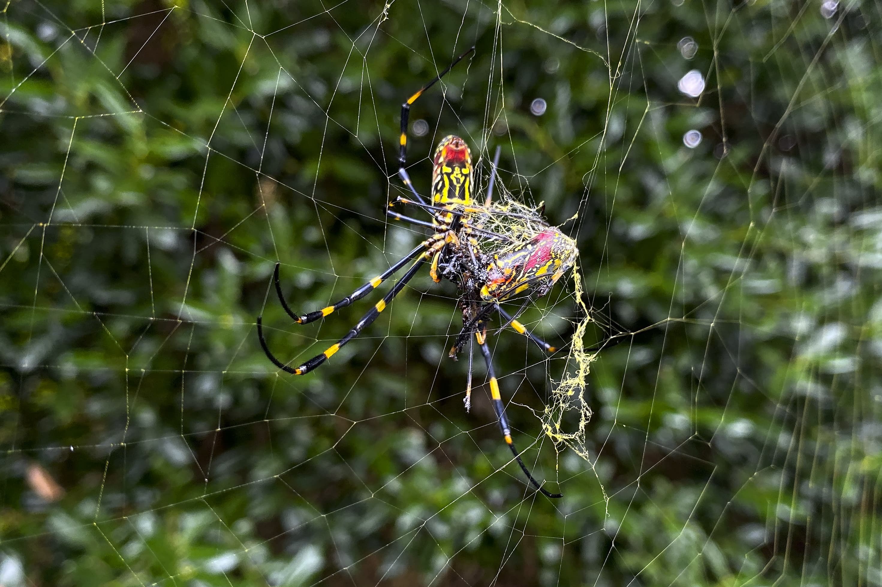 No, you don't need to worry about joro spiders : NPR