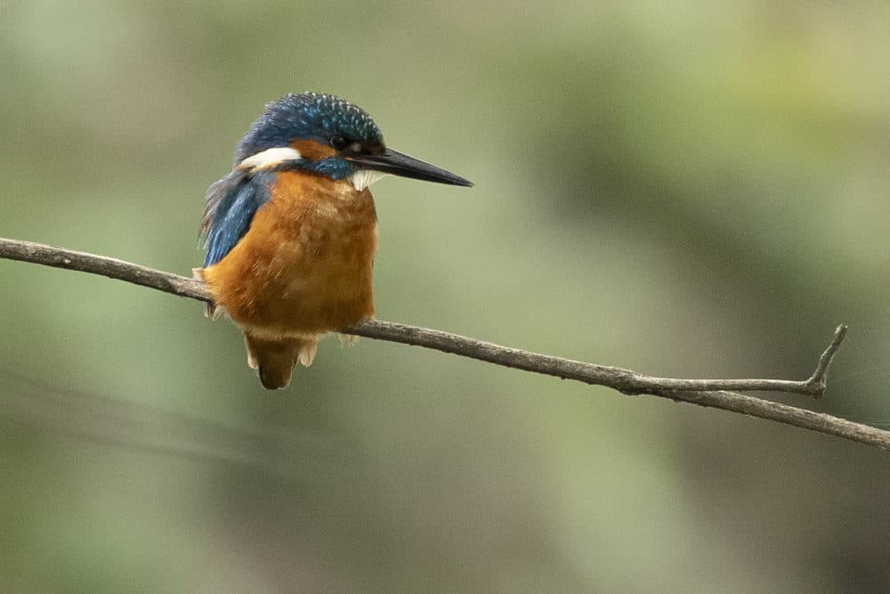 A kingfisher sits on a branch. (Dan Kitwood/Getty Images)