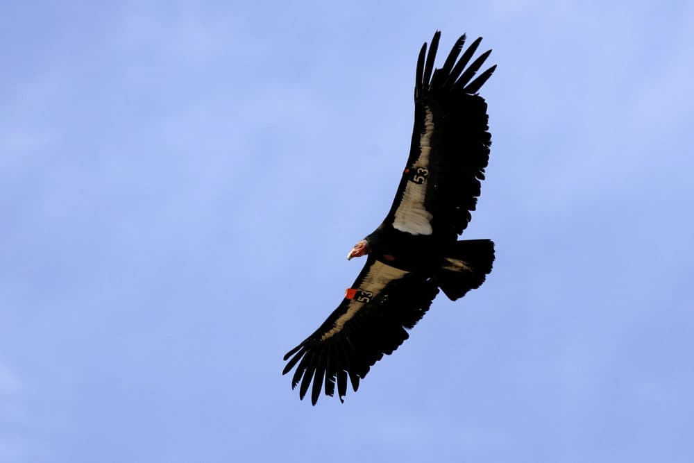 A rare and endangered California condor flies through Marble Gorge, east of Grand Canyon National Park March 22, 2007 west of Page, Arizona. (David McNew/Getty Images)