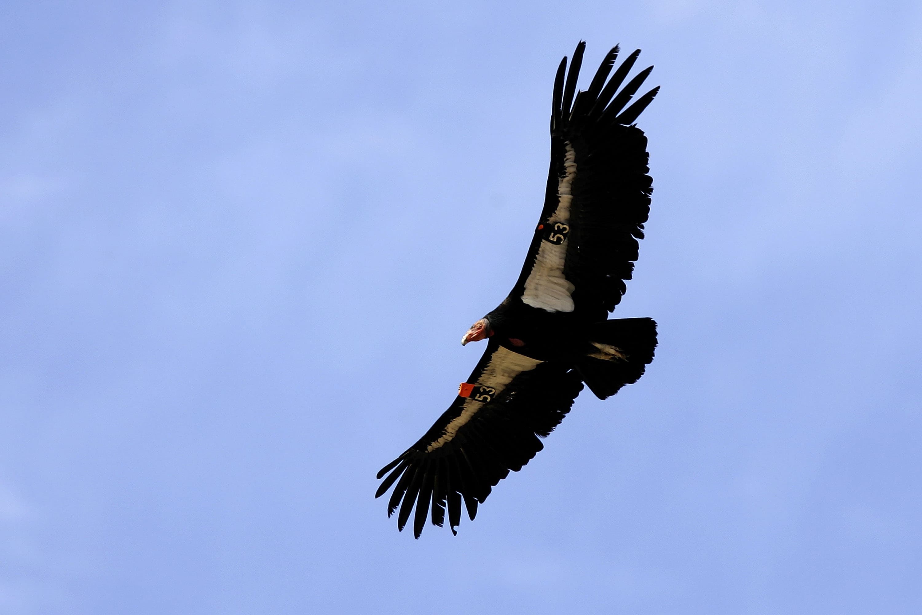 California condors return to ancestral skies | NCPR News
