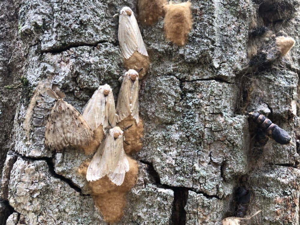 A common forest pest had a slur in its name. Now it's getting a makeover - Vimarsana News