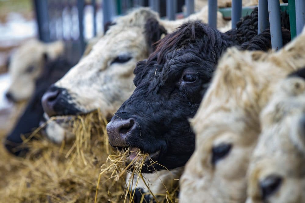 Cows feed on hay in a pen at Appleton Farms.  (Jesse Costa/WBUR)