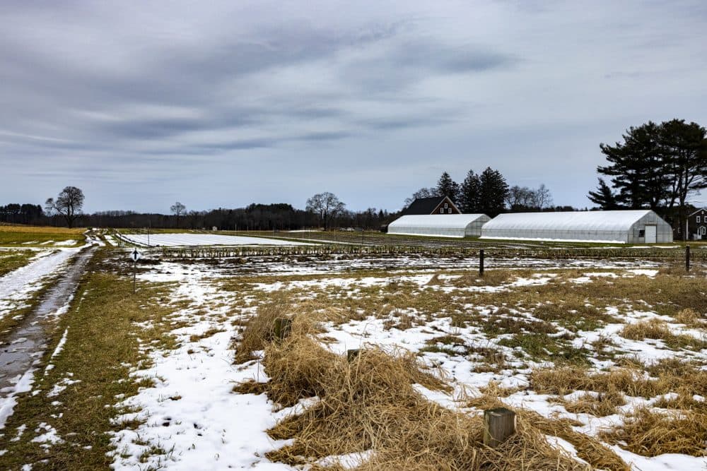 Appleton Farms in winter.  (Jesse Costa/WBUR)