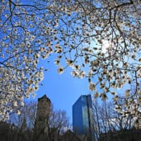 A flowering tree offers signs of spring on Commonwealth Avenue in Boston in early April. It's getting to be that time of year for people in Massachusetts who suffer from spring allergies. (David L. Ryan/The Boston Globe via Getty Images)