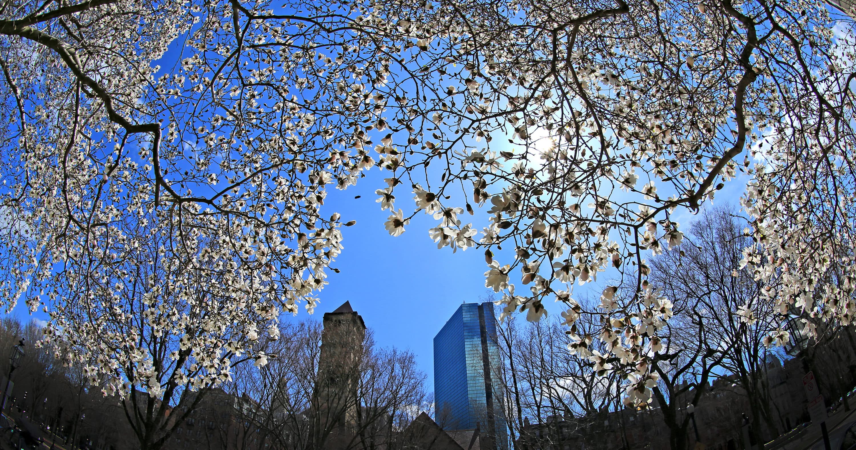 A flowering tree offers signs of spring on Commonwealth Avenue in Boston in early April. It's getting to be that time of year for people in Massachusetts who suffer from spring allergies. (David L. Ryan/The Boston Globe via Getty Images)