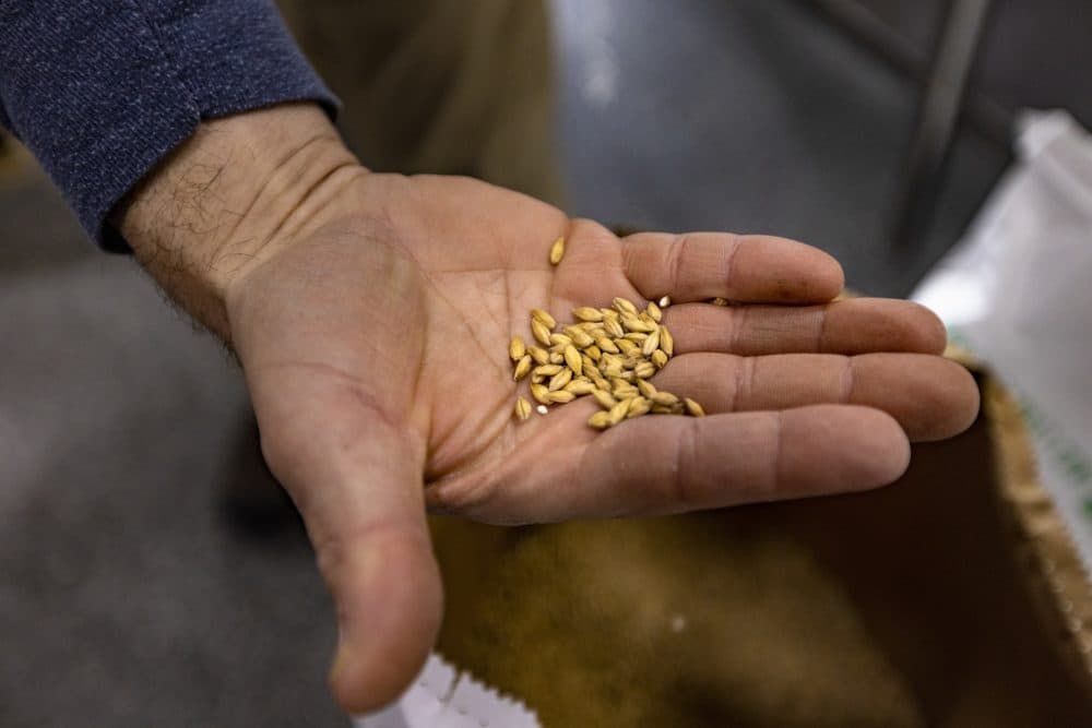 Matthew Steinberg, co-founder and brew master at Exhibit 'A' Brewing Company, holds a handful of barley. (Jesse Costa/WBUR)