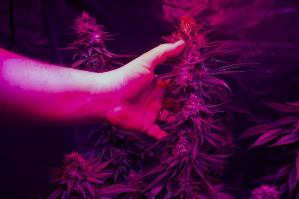 In this 2018 file photo, Peter Bernard, president of the Massachusetts Growers Advocacy Council, places his hand next to one of his mature marijuana plants growing beneath LED lights to show how large the buds are. (Jesse Costa/WBUR)