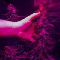 In this 2018 file photo, Peter Bernard, president of the Massachusetts Growers Advocacy Council, places his hand next to one of his mature marijuana plants growing beneath LED lights to show how large the buds are. (Jesse Costa/WBUR)