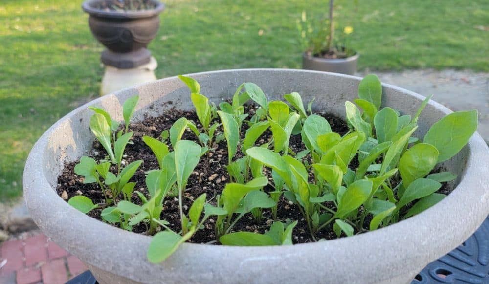 Arugula could easily be grown in a small container. (David Epstein for WBUR)