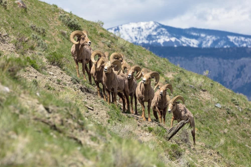 Bighorn sheep at Yellowstone National Park. (National Park Service)