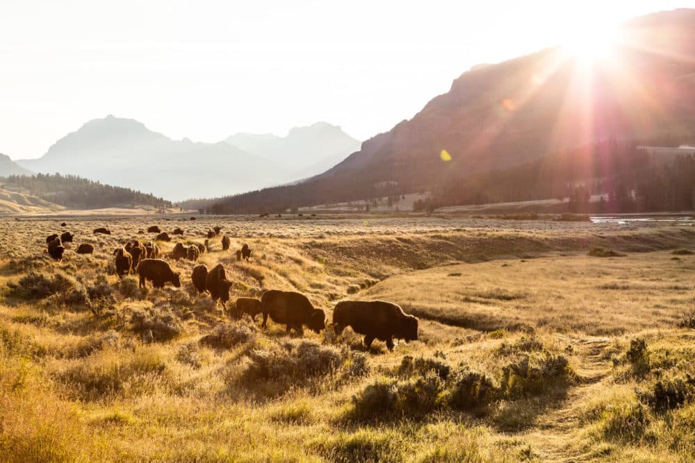 Bison at Yellowstone National Park. (National Park Service)