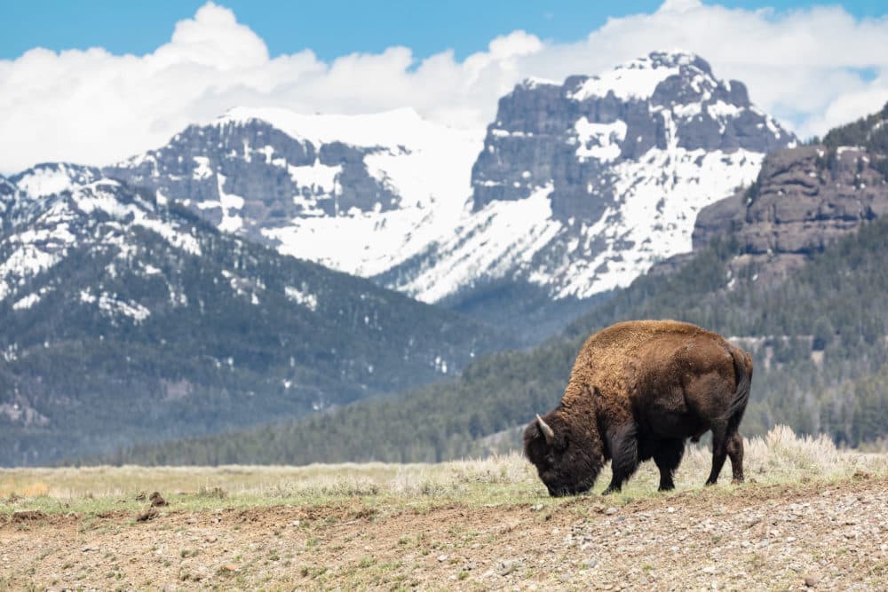 A bison grazing at Yellowstone National Park. (National Park Service)