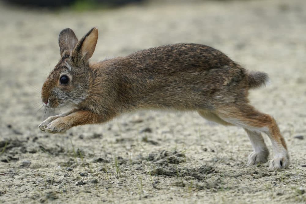 New Hampshire is gathering data on bunnies. Here's how you can hop to it and help out - Vimarsana News