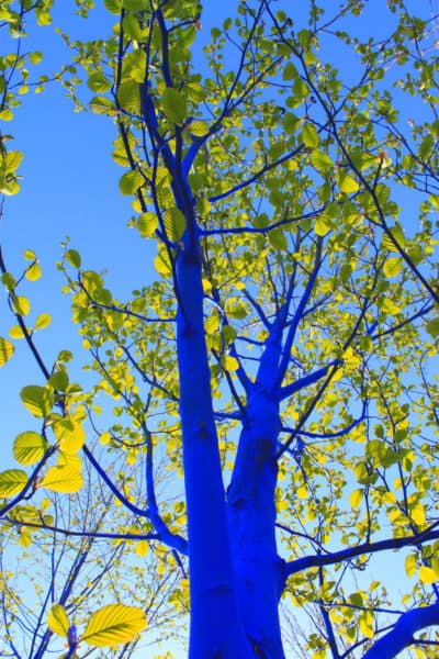Konstantin Dimopoulos, "Blue Tree in Leaf." (Courtesy David Brown Photography)