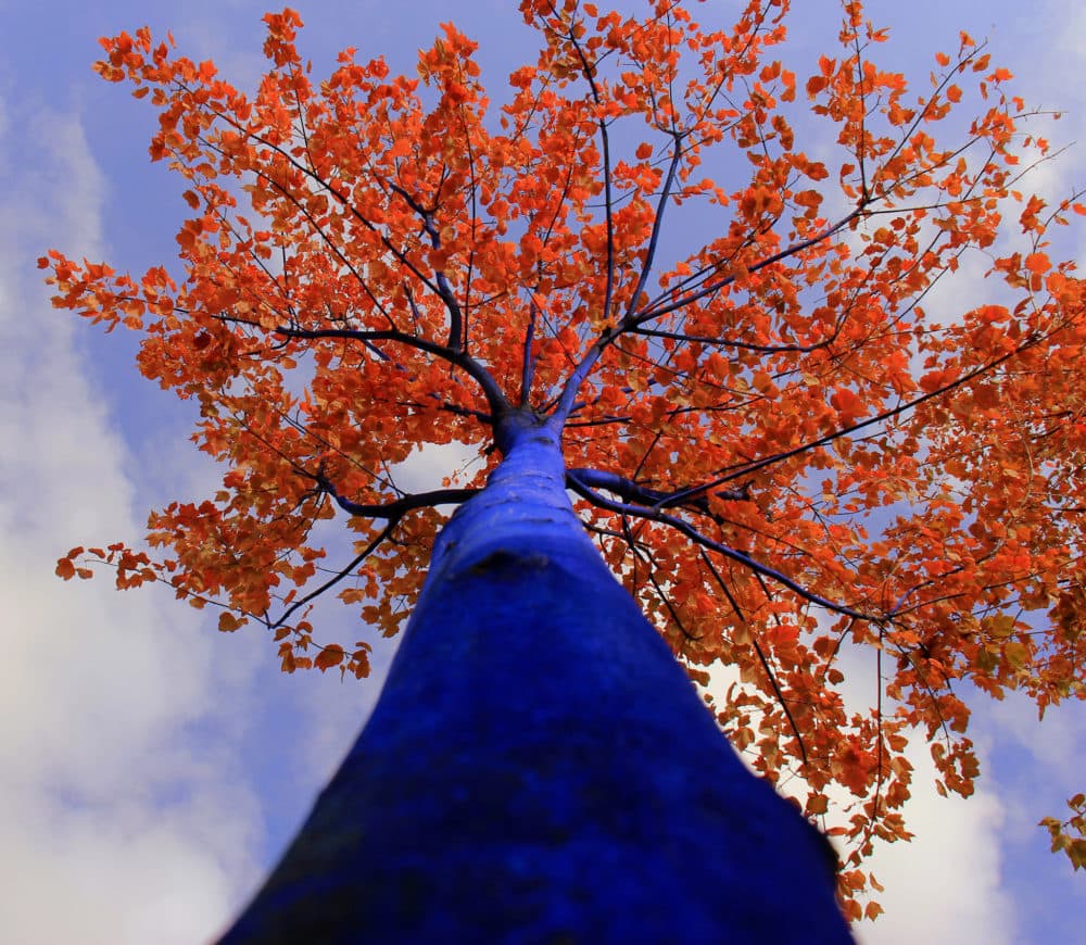 Konstantin Dimopoulos, "Blue Tree Autumn Foliage." (Courtesy David Brown Photography)