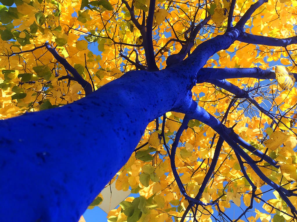 Konstantin Dimopoulos, "Blue Tree Yellow Leaves Looking Up." (Coutesy Konstantin Dimopoulos/Peabody Essex Museum)