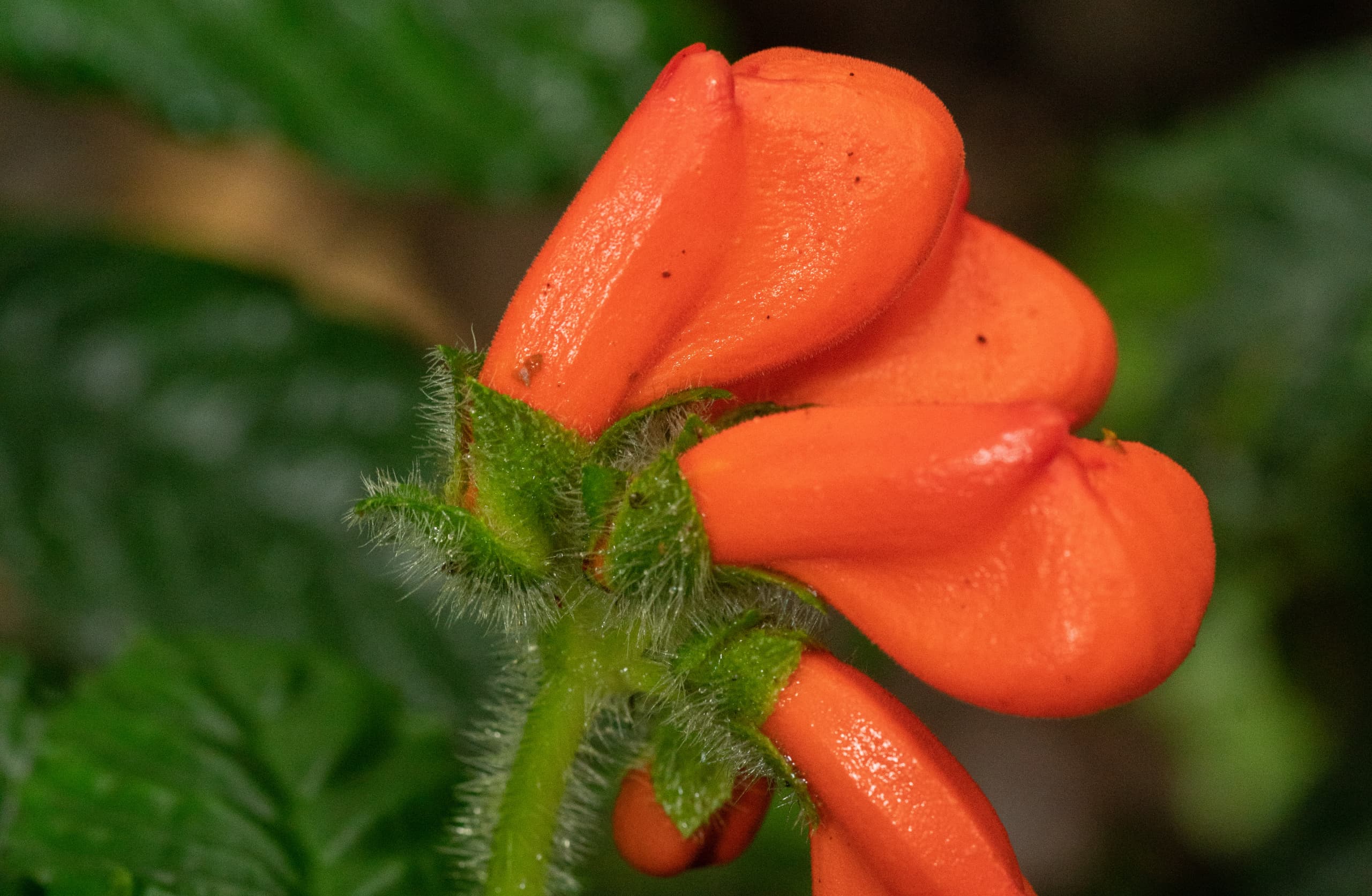 Scientists find wildflower Gasteranthus extinctus is still alive