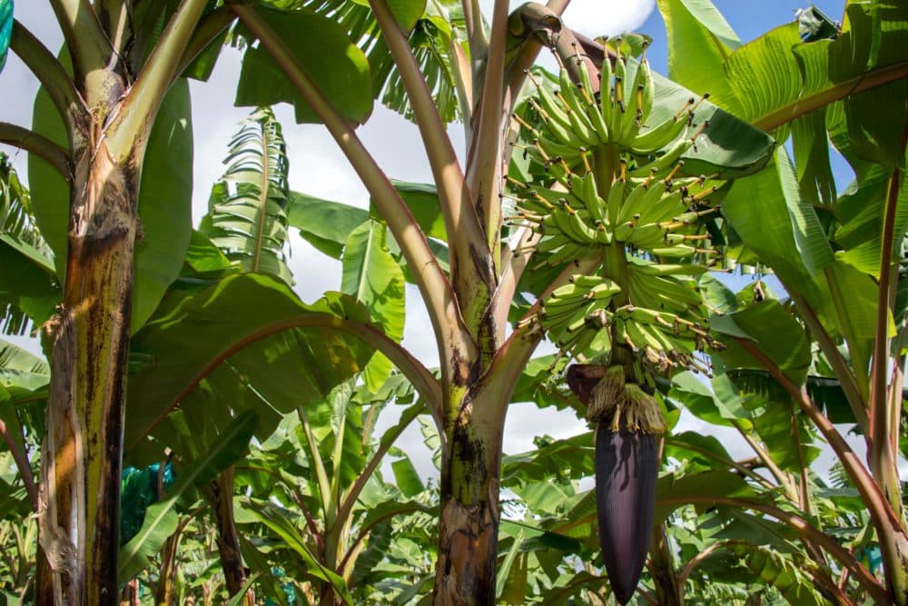 A banana perennial is pictured at the plantation of the SCA Blondinière fruit production company in Capesterre Belle-Eau, Fond Cacao, in the French overseas region of Guadeloupe. (Helene Valenzuela/AFP via Getty Images)
