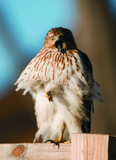 Coopers hawk. (Tianne Strombeck)