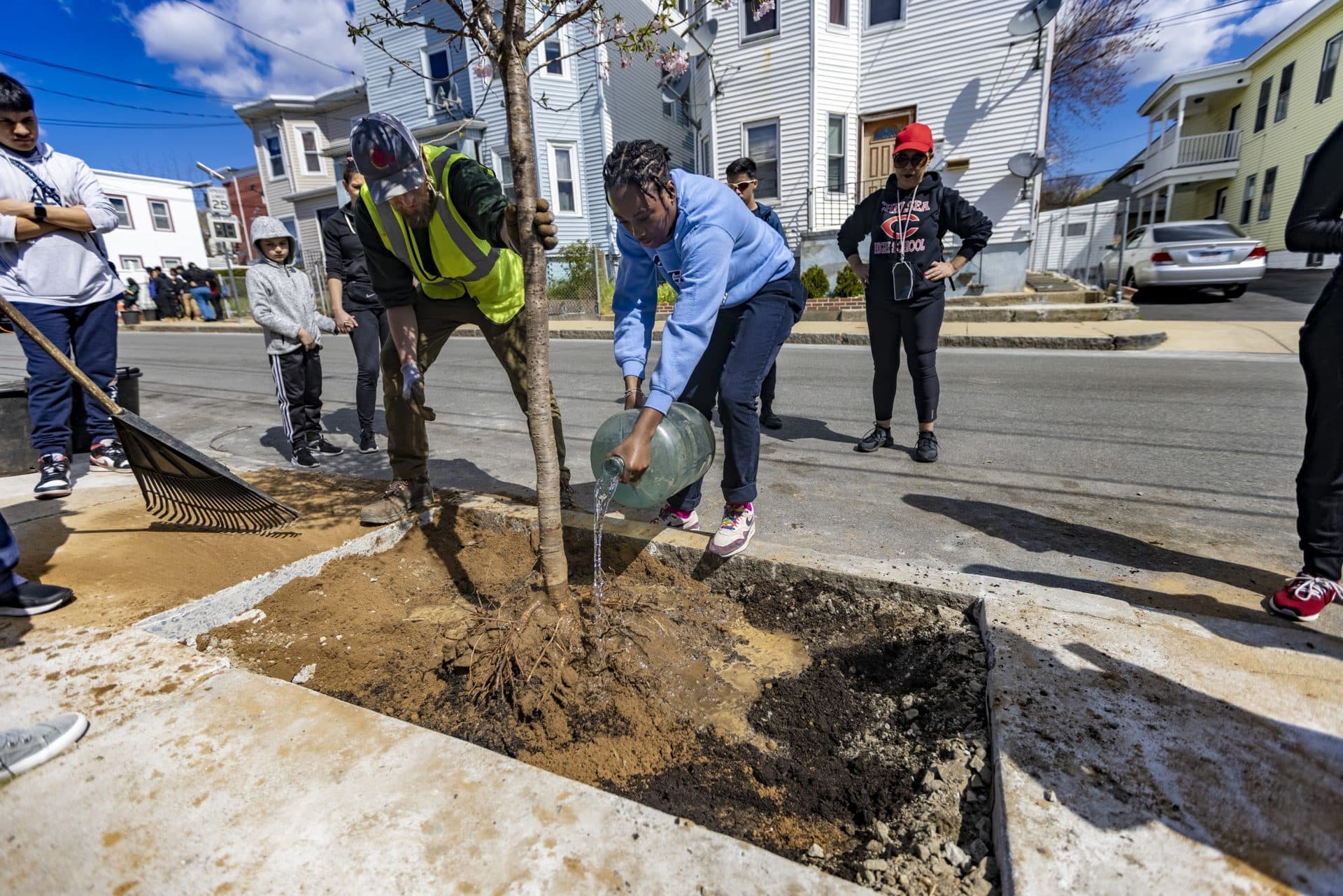 Michael Griffin of the state Department of Conservation & Recreation watches as a volunteer waters the root ball of a cherry tree. (Jesse Costa/WBUR)