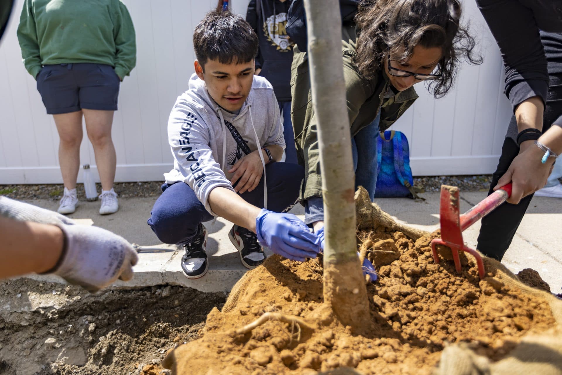 Brian Martinez, 15, and other volunteers from the neighborhood help remove clay from the root ball of a cherry tree as they prepare to plant it. (Jesse Costa/WBUR)