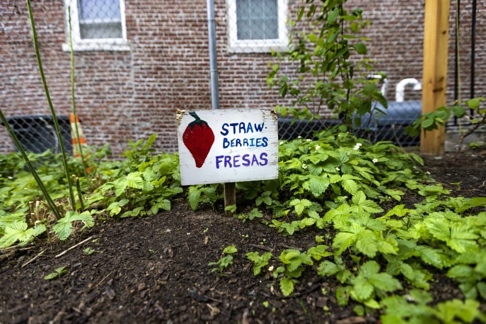A strawberry patch at Eastie Farms. (Jesse Costa/WBUR)