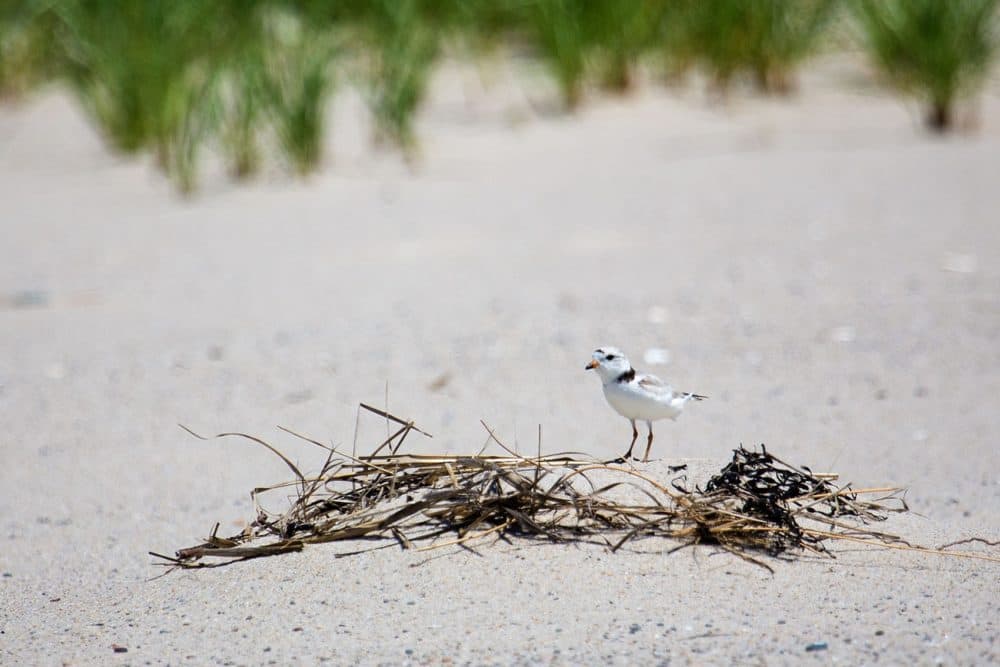 In this 2015 file photo, a piping plover wanders around the sand just south of Nauset Beach in Orleans. (Jesse Costa/WBUR)