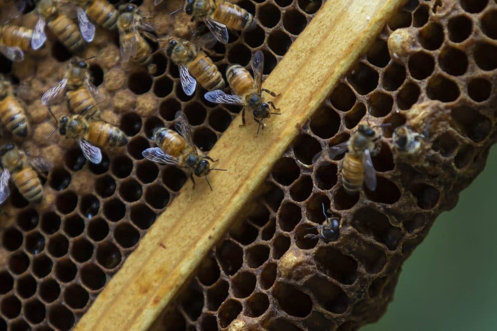 Honey bees at the Marshfield Fair. (Jesse Costa/WBUR)