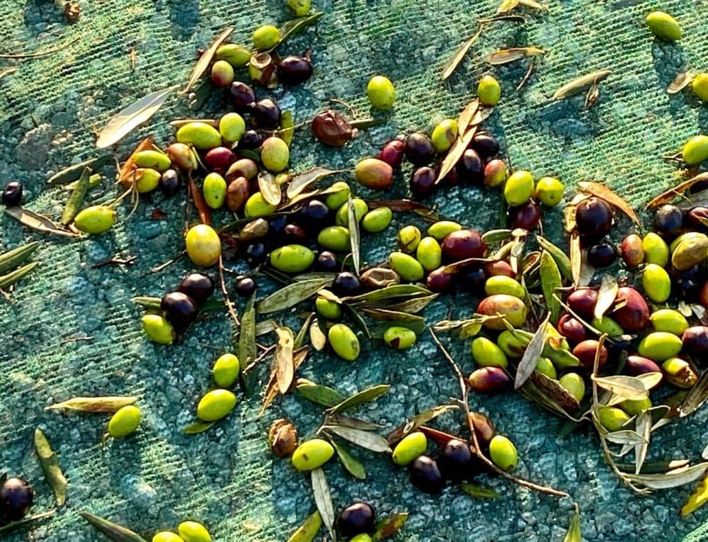 Freshly harvested olives. (Kathy Gunst/Here & Now)