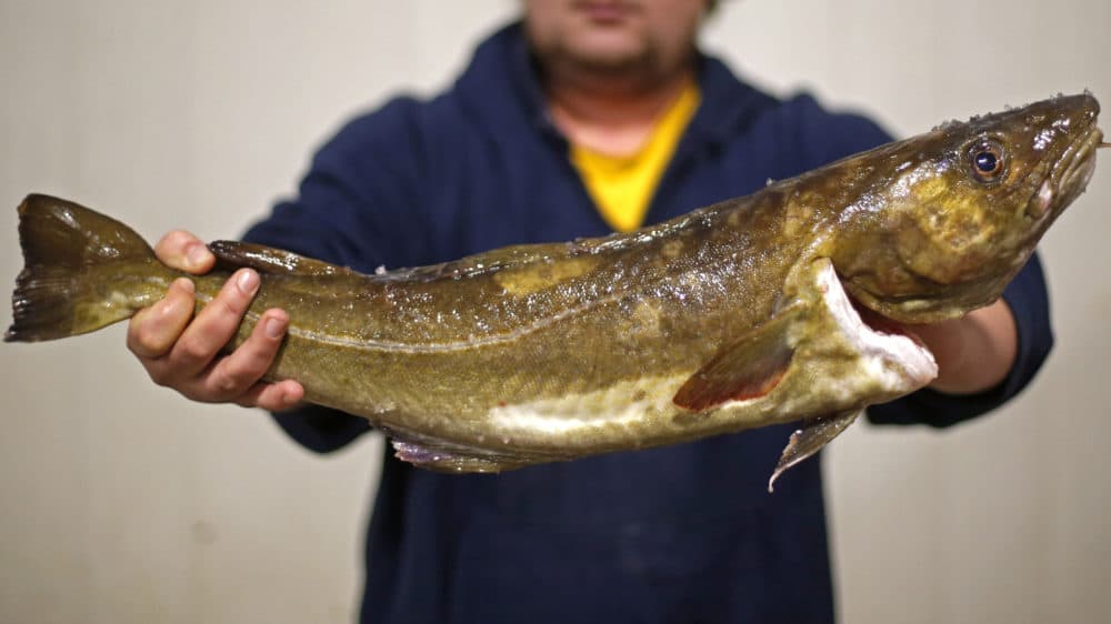 New data from the federal government shows that the Atlantic cod fishery had the worst year in its centuries-long history in 2021. (Robert F. Bukaty/AP File)
