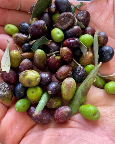 Freshly harvested olives. (Kathy Gunst/Here & Now)