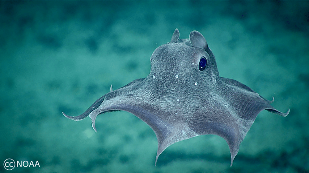 Dumbo octopuses live in the deep sea. (NOAA)