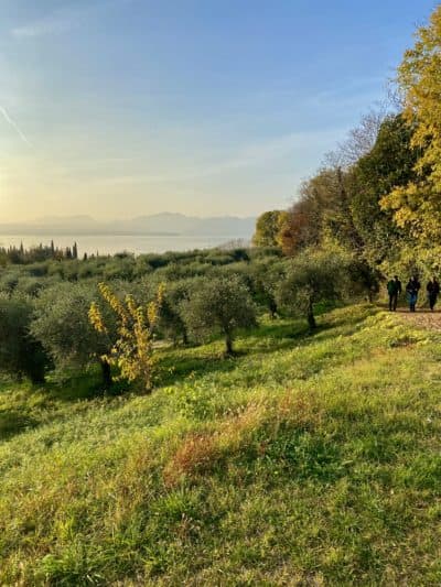 Ancient olive trees above Lake Garda. (Kathy Gunst/Here & Now)