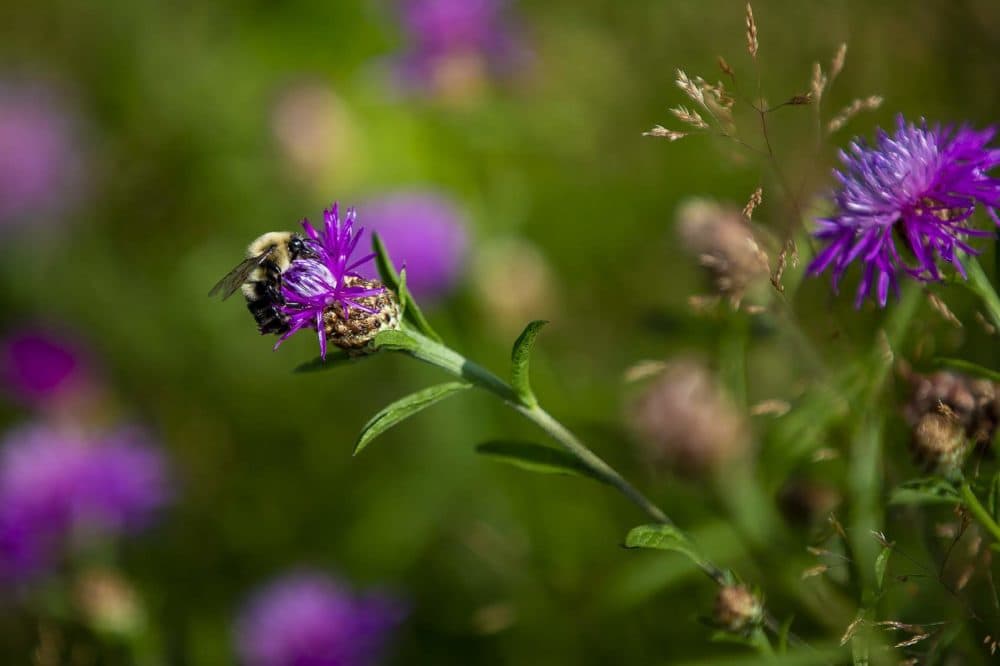 Bees play an essential role in pollinating plants. (Jesse Costa/WBUR)