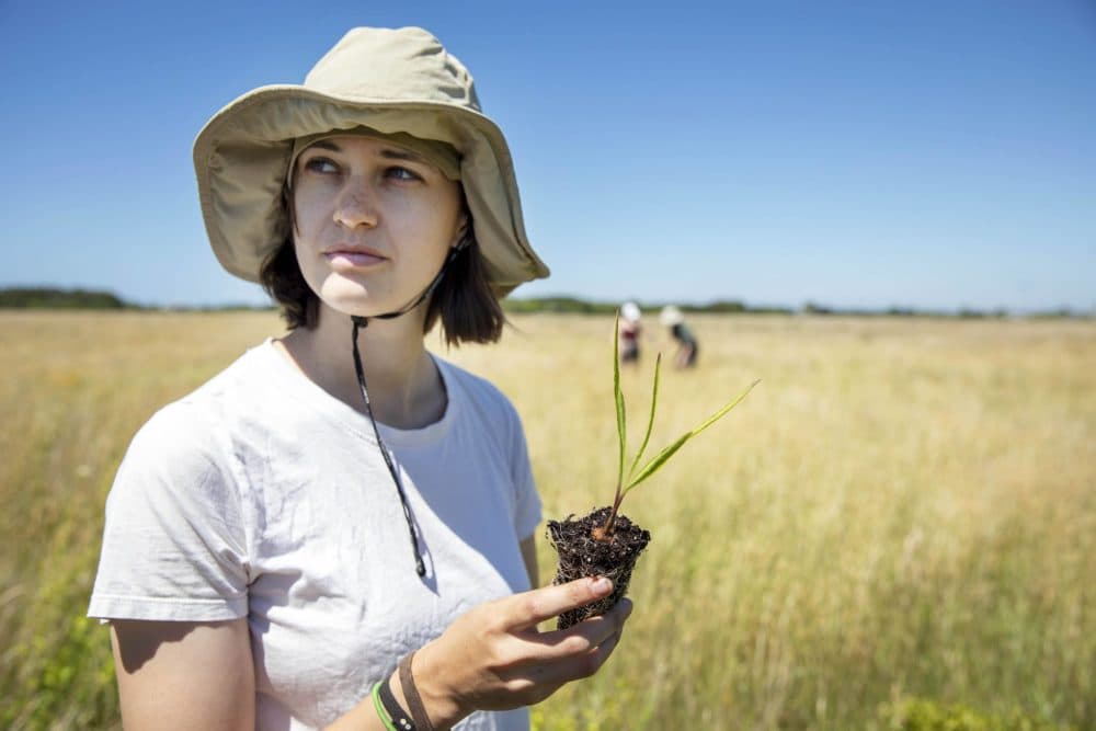 Planting 1,000 wildflowers to restore a biodiversity hotspot on Martha's Vineyard - Vimarsana News