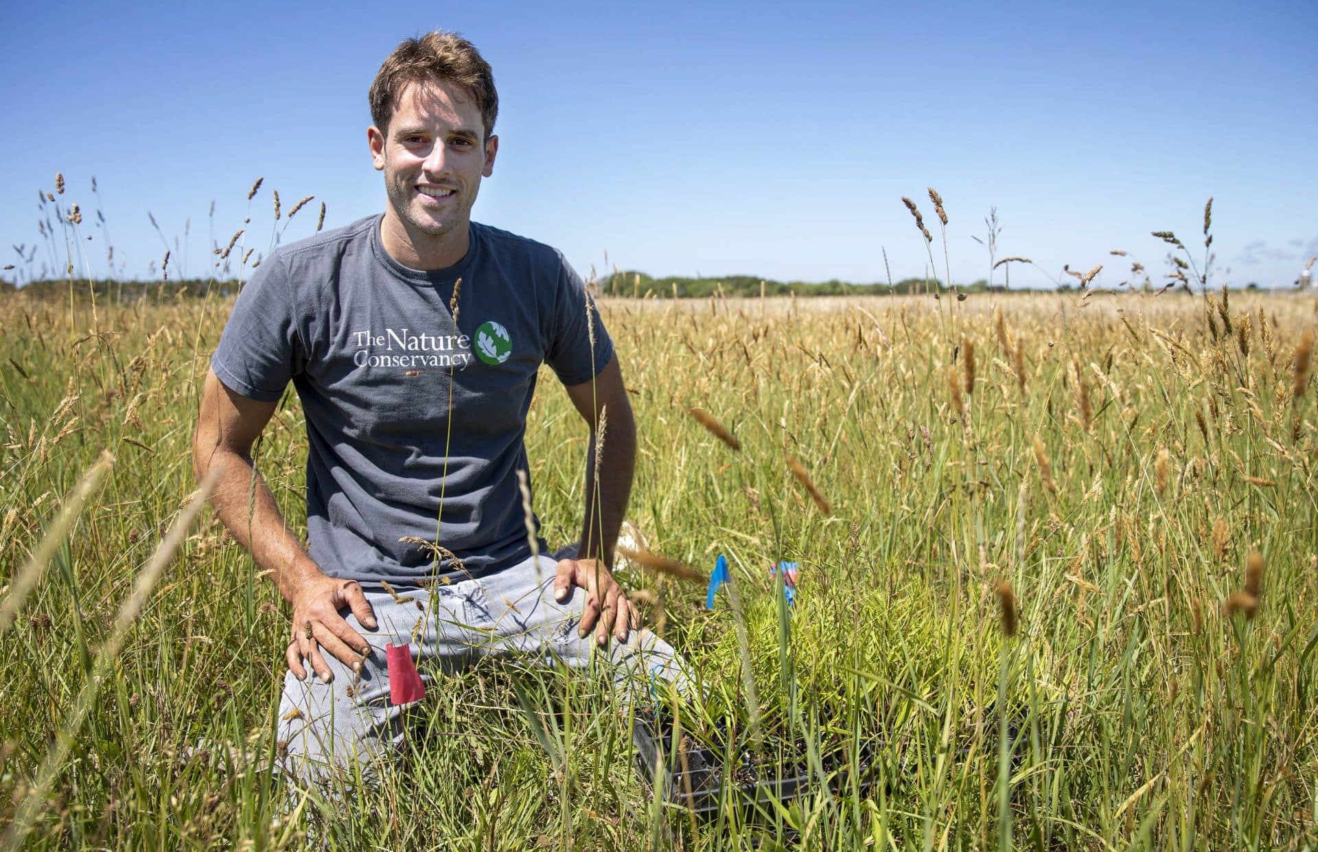 Mike Whittemore, stewardship manager for The Nature Conservancy on Martha's Vineyard, kneels in a field near Edgartown where volunteers have been restoring sandplain grasslands.  (Robin Lubbock/WBUR)