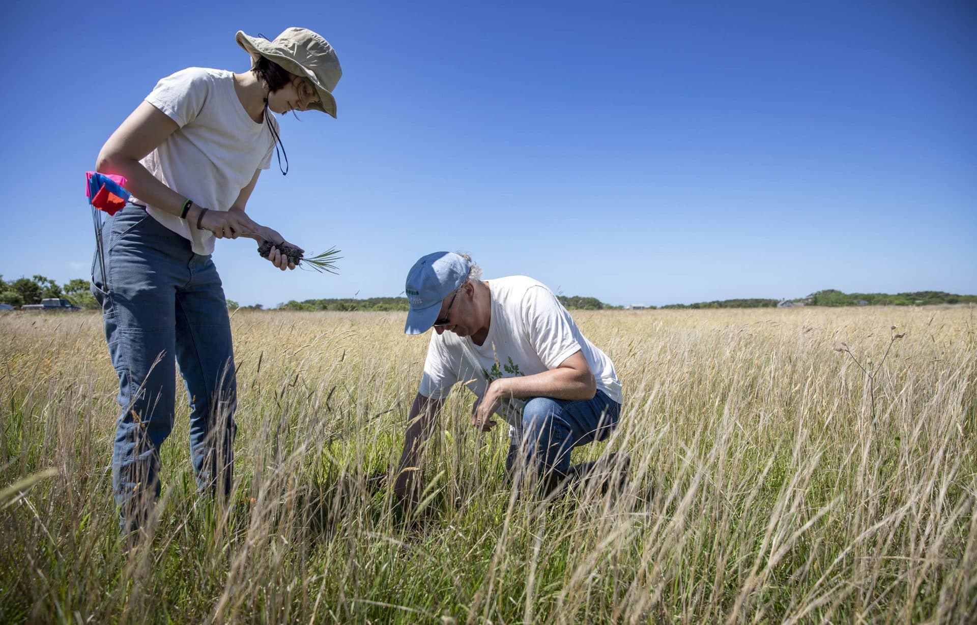 Linnea Laux holds a blazing star seedling from Polly Hill Arboretum, as Polly Hill Director Tim Boland prepares the ground for planting. (Robin Lubbock/WBUR)