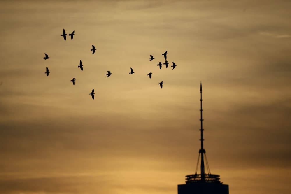 Birds fly in a colorful sunrise sky near the One World Trade Center tower seen from The Heights neighborhood of Jersey City, N.J., Friday, Dec. 11, 2015. (Julio Cortez/AP)