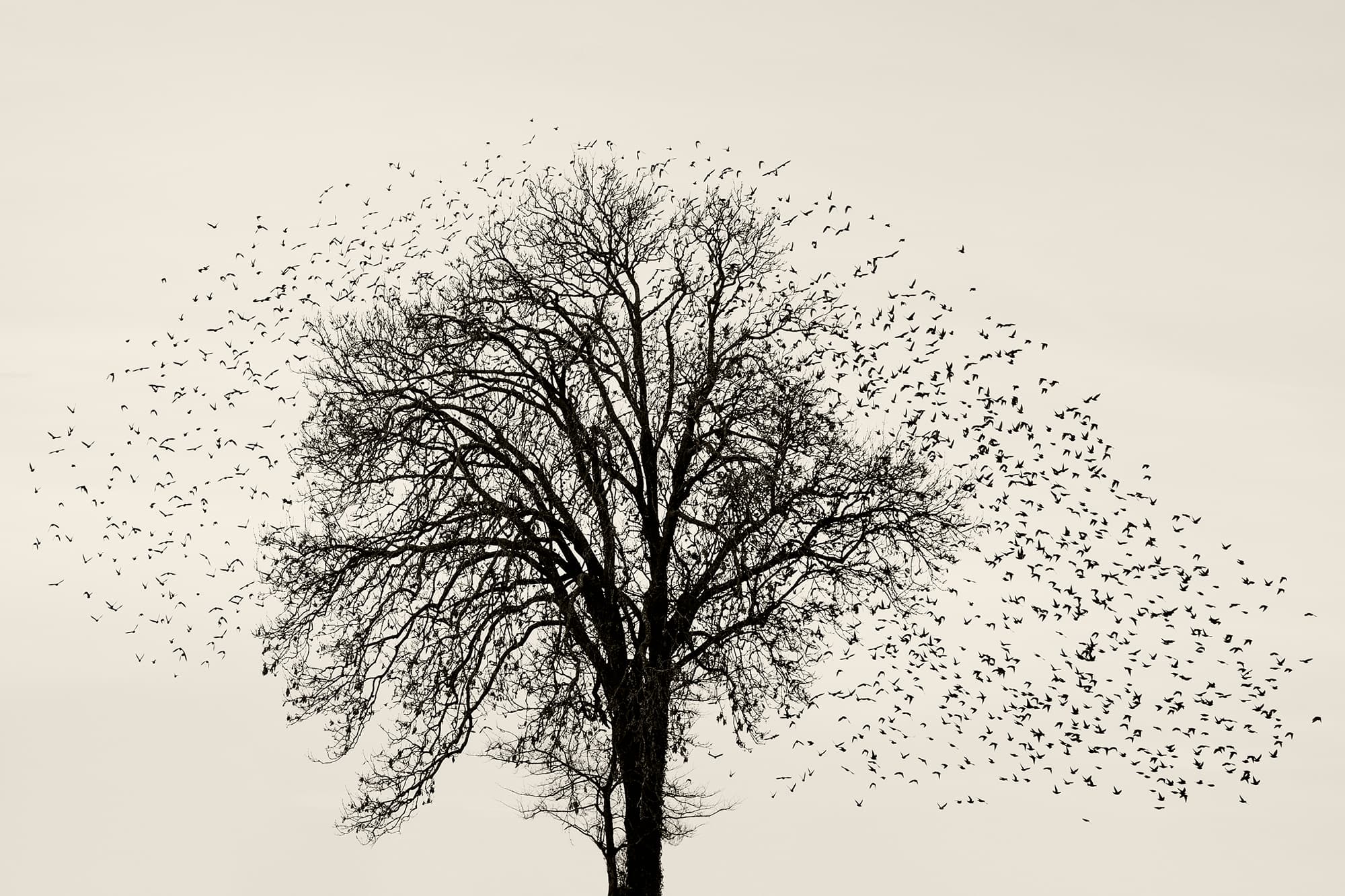 A photo of starling murmurations from Soren Solkaer's "Black Sun." (Soren Solkaer)